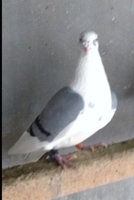 Graaan Soool B086G18YMW Book Cover