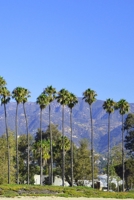 Journal: 150 Dot Grid Sheets, 6x9 Inches, Peach Tulips, Plan Your Day and Organize Your Life, Tracker, Productivity, Diary, Notebook 1707432295 Book Cover