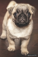 Agenda anual 2020: Agenda anual para 2020, 12 meses, agenda de 52 semanas  con tareas y metas; formato práctico 6x9; motivo: Mops (Spanish Edition) 169850831X Book Cover