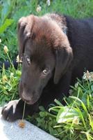 PUPPY: The Labrador Retriever, or just Labrador, or Lab is a type of retriever-gun dog. The Labrador is one of the most popular breeds of dog in Canada, the United Kingdom and the United States. 1796534978 Book Cover