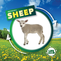 Life Cycle of a Sheep 1839274751 Book Cover