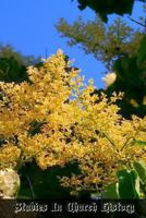 Studies In Church History: Volume 5 Centuries 19 Part 1 1470192934 Book Cover