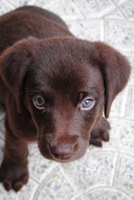 Labrador Retriever Dog Pup Puppy Doggie Notebook Bullet Journal Diary Composition Book Notepad - Innocent Baby Eyes: Cute Animal Pet Owner Composition Book with 100 College Ruled Lined Paper Pages in  1676864962 Book Cover