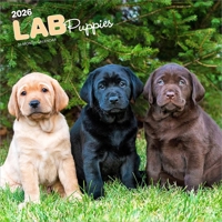 Labrador Retriever Puppies 2026 12 X 24 Inch (Hanging) Monthly Square Wall Calendar Plastic-Free B0DYKWYD97 Book Cover