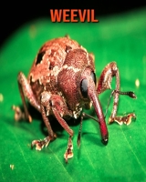 Weevil: Fun Learning Facts About Weevil B08MND3WV1 Book Cover