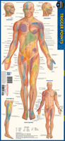 Trigger Points: A Quickstudy Laminated Anatomy Reference Guide 1423251717 Book Cover