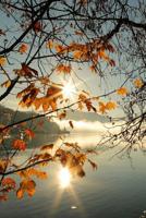 Golden Autumn Leaves on a Sunny Morning Journal: 150 Page Lined Notebook/Diary 1077679858 Book Cover