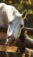 Kids Petite Equine Journal: Equine Themed Wide Ruled Journal or Notebook 0464688167 Book Cover