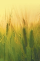 Agricultural Microbiology B0CF3T2V99 Book Cover