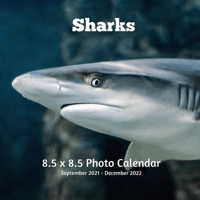 Sharks 8.5 X 8.5 Calendar September 2021 -December 2022: Monthly Calendar with U.S./UK/ Canadian/Christian/Jewish/Muslim Holidays - Marine Life B09242ZQL6 Book Cover