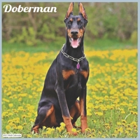 Doberman 2021 Wall Calendar: Official Doberman Dogs 2021 Wall Calendar null Book Cover