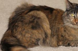 Meow!: Obedience with a Price 0989924904 Book Cover