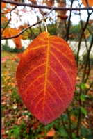 Bright Orange Leaf Journal: 150 Page Lined Notebook/Diary 1673737684 Book Cover