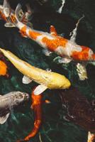 Composition Book: Koi Fish: 140 Page 6x9 Composition Notebook Diary 1979549621 Book Cover