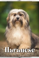 Havanese: Dog breed overview and guide B0C8RZLV4P Book Cover