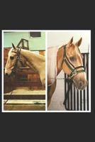 Faces of Rescue: True Stories of Horse Rescue 1792893639 Book Cover