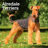 Airedale Terriers 2027 12 X 24 Inch (Hanging) Monthly Square Wall Calendar Plastic-Free B0GH431SFL Book Cover