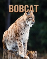 Bobcat: Amazing Fun Facts and Pictures about Bobcat for Kids B08CPBJZ5T Book Cover
