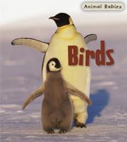Birds (Animal Babies) 1575728818 Book Cover