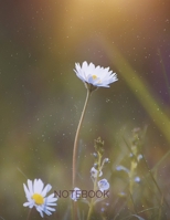 Notebook: Lined Notebook or Journal 1696906040 Book Cover