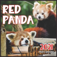 Red Panda Calendar 2021: Cute Animals Calendar 2021, Wall & Office Calendar 2021-2022 Size 8.5 x 8.5 Inch,16 Month Calendar 2021 For Women, Men, Kids & Animal Lovers B08RRJ8Z29 Book Cover