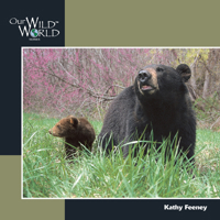 Black Bears (Our Wild World Series) 1559717424 Book Cover