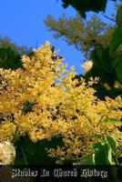 Studies in Church History: Volume 4 Centuries 17 - 18 1470192853 Book Cover