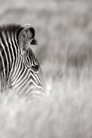 Alive! zebra stripes - Black and white - Photo Art Notebooks (6 x 9 series) 136429530X Book Cover