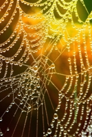 Address and Phone Book: (with discreet password journal section) Spider Web Design Book, Organized in Alphabetical Order, Discreet internet page ... birthday/anniversary section. Naturalist 1699403228 Book Cover