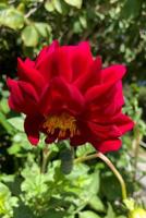 Dahlia 1098507215 Book Cover