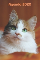 Agenda 2020: Hebdomadaire 1 Semaine par page Format A5 | Janvier 2020 à Décembre 2020 | Planificateur Organiseur Semainier avec Calendrier et Carnet ... Pour les Amoureux des Chats (French Edition) 1711291021 Book Cover