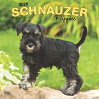 Schnauzer Puppies 2025 12 X 24 Inch Monthly Square Wall Calendar Plastic-Free 1975475666 Book Cover