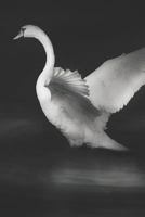 Swan in Flight Portable Notebook 1798973324 Book Cover