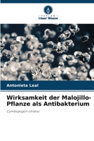 Wirksamkeit der Malojillo-Pflanze als Antibakterium (German Edition) 6206455238 Book Cover