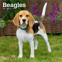 Beagles 2026 12 X 24 Inch (Hanging) Monthly Square Wall Calendar Plastic-Free B0DYL89FP3 Book Cover