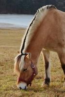 Norwegian Fjord Horse at Pasture Journal: Take Notes, Write Down Memories in This 150 Page Lined Journal 1547047178 Book Cover