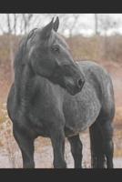 Manual for Noriker Horses B0CR8D63SW Book Cover