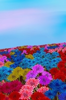 Mindbook: Oh my bottle flower field 1716179017 Book Cover