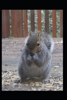 When You Give a Squirrel Caffeine B0DYPCRXBP Book Cover