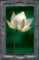Letting the Lotus Bloom: The Expression of Soul Through Flowers 1625504349 Book Cover