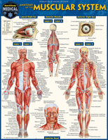 Anatomy of the Muscular System: A Quickstudy Laminated Reference Guide 1423251164 Book Cover