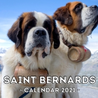 Saint Bernards: 2021 Wall Calendar, Cute Gift Idea For St.Bernard Dog Lovers Or Owners Men And Women B08QWWH9CT Book Cover