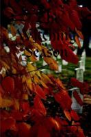 The Witching Season 141163294X Book Cover