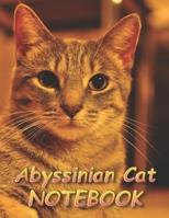 Abyssinian Cat NOTEBOOK: Notebooks and Journals 110 pages (8.5x11) 1651155380 Book Cover