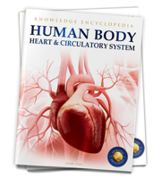 Human Body - Heart And Circulatory System: Knowledge Encyclopedia For Children 9389931207 Book Cover