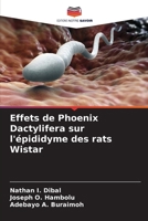 Effets de Phoenix Dactylifera sur l'épididyme des rats Wistar (French Edition) 6208614112 Book Cover
