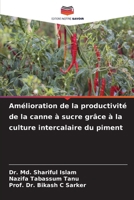 Amélioration de la productivité de la canne à sucre grâce à la culture intercalaire du piment 6207146425 Book Cover