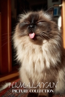 Himalayan Cat Photo Collection: Plush Full-Page Pictures of Himalayan Cats and Kittens for All Ages (Calming Pet Books) B0GHRP8MWX Book Cover