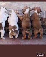 Boxer: A Gift Journal for People who Love Dogs: Boxer Puppy Edition 1494452502 Book Cover