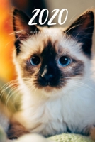 2020 Weekly & Monthly Planner: Cat - 6X9 Size - Glossy Soft Cover - Multi-Purpose: Organizer/Calendar/Notebook/Agenda/Diary/Journal. 1709752149 Book Cover